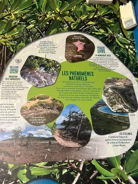 sortie scolaire mangrove élémentaire St JPII Espérance